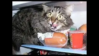 Коты - воришки, приколы с котами, подборка смешных котов, которые воруют различные вещи