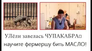 СЕРЕГА ночью привЁл ЧУПАКАБРУ! Лёлька не умеет бить масло!