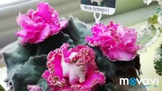 ЦВЕТУЩИЕ ФИАЛКИ./Фиалки июль 2019. Цветение фиалок. Мои новые фиалки.