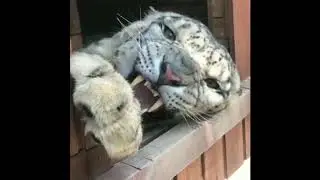 Snow leopard growl (Оскал снежного барса)