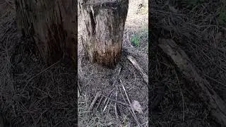 Муравьи-трудяги!