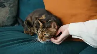 Pet Me Mama #Animals #Cute #Dogs #Cats