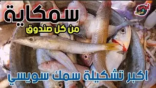 لحظة وصول سمك الشقيانين العبشجية بسوق الانصاري بالسويس