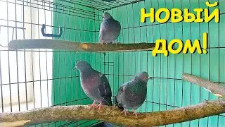 Большая клетка для кабачков. The new big cage for pigeons