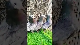 Beautiful Mukhi Kabutar 🥰 || Kun Anta #petslovers  #pigeon #kabutar #pigeonvideo #viral #shorts