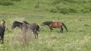 Эгоистичный жеребец