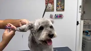 Schnauzer pet trim and round face @gabbyspetspaw