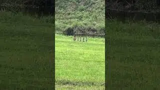 Мама утка с утятами #песенки #дети #утята #youtube #funnyanimal #funny #video #nature #life