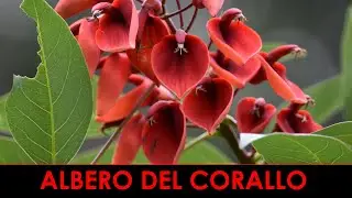 VErba Volant - Un albero del corallo