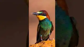 #birds #wildlife #تصوير #photography #birdphotography #nature #الطيور #طائر_الحسون