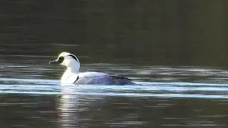 Drake Smew at Attenborough NR, 5th March, 2024