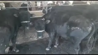 Бычки Ангус Продажа 2021 230кг-320кг