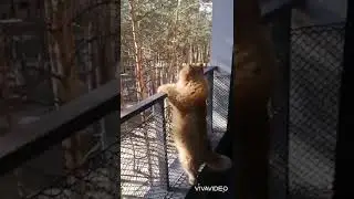 Кошка хочет спрыгнуть после потери котят