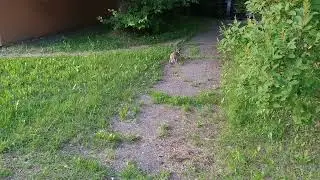 Фотоохота на зайца, Photo hunting for a hare