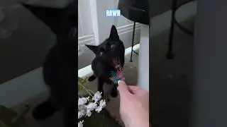 Adorable Mini-Panther Opens Wide Mouth! #bombaycat #blackcat #minipanther