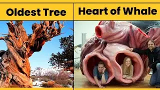 Heart of Whale|| Fact || HR Info TV