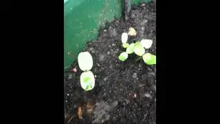 Sunflower Diary 1