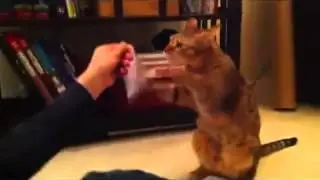 Кот боксер