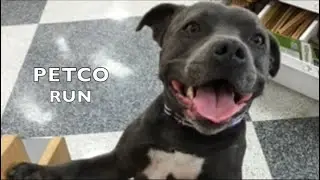 My Dog Bella | Staffy Dog flashback #4  |  PetCo Run