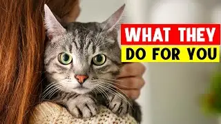 10 Things Your CAT DOES THIS FOR YOU Without You Knowing 🔥
