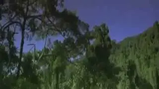 SAM BACKHOUSE - SUNDAY RAINFOREST / TONY JOHNS TOTALY TROPICAL REMIX