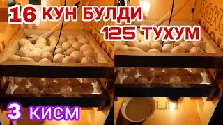 Тухум тугри очиришни урганиб олинг!