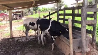 THE TREATMENT OF DAIRY CATTLE