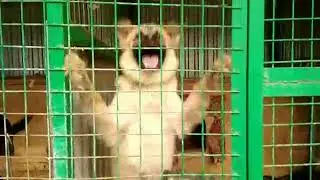 Вы знали, как живут собаки из приюта? Взгляд изнутри