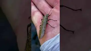 Match the MEGA Hatch!! (Fly Fishing)
