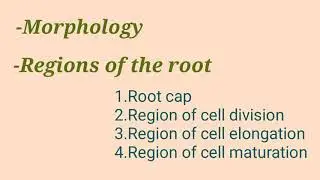 Types Of Root System