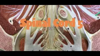 Spinal Cord 5