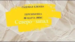 Клюква садовая 2 год, как перезимовала.