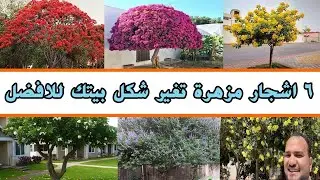 لاتؤثر علي المباني والجدران || افضل ٦ اشجار مزهرة سريعة جداً في النمو