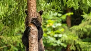 Top 5 Best Cameras for Wildlife Photography Beginners  | Tech Therapy 2.0 | United States | Video 20