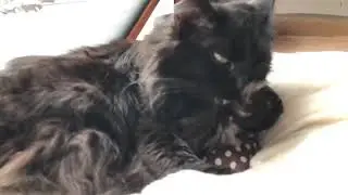 Котэ умывается. Мееееедленно