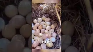 Дикая природа вызвала БЕЗУМНЫЙ ВОСТОРГ😎🦆💪