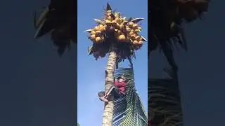 amazing cutting coconut tree