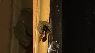 A wasp Creating Nest and Lay it’s eggs!