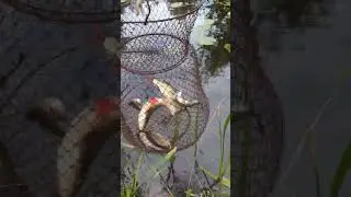 На речке красота! и рыбка есть! 👍#Shorts