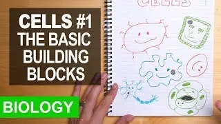 Cells 01 Building blocks, size and categories