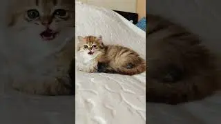 Золотые шотландские кото-дети от питомника Mel­ody Soul 😺помогаем с доставкой в другие города,вэлком