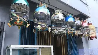 BANYAK PILIHAN! PERKUTUT LOKAL ALAM  WARNA KATURANGGAN