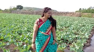 Aaj hamare khet me kay kiya hamne??😻🌄