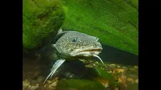 Правда ли, что у Обыкновенного налима — Lota lota органы вкуса расположены на брюшных плавниках ?