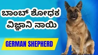 Intelligence German Shepherd dogs information