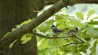 Sikora uboga / Marsh tit (Poecile palustris)