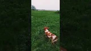 Страсть 