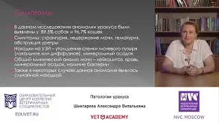 Патологии урахуса — Шингарева Александра.