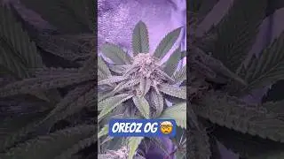 Blüte Tag 35 Oreoz Og strain  #420 #seedtoharvest #crazybud