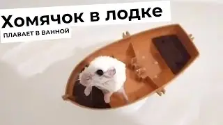 Джунгарский хомяк плавает в лодке